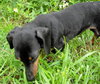 Noodles the Dachshund