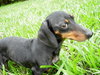 Noodles the Dachshund
