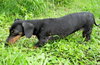 Noodles the Dachshund