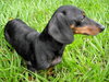Noodles the Dachshund