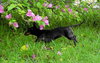 Noodles the Dachshund