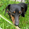 Noodles the Dachshund