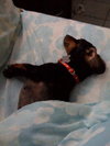 Noodles the Dachshund