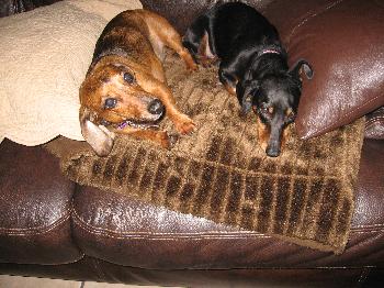 Noodles the Dachshund