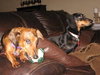 Noodles the Dachshund