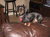 Noodles the Dachshund