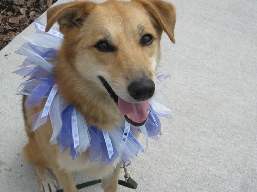 Georgia the Gentle Girl