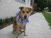 Georgia the Gentle Girl