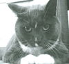 Smokey Blue the Senior Cat ~ DECLAWED