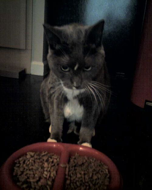 Smokey Blue the Senior Cat ~ DECLAWED