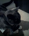 Smokey Blue the Senior Cat ~ DECLAWED
