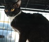 Tammy the Tender Tuxedo