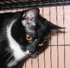Tammy the Tender Tuxedo