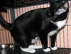 Tammy the Tender Tuxedo