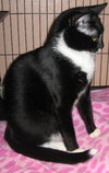 Tammy the Tender Tuxedo