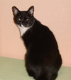 Tammy the Tender Tuxedo