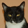 Tammy the Tender Tuxedo