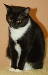Tammy the Tender Tuxedo
