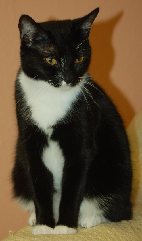 Tammy the Tender Tuxedo