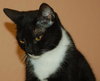 Tammy the Tender Tuxedo