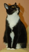 Tammy the Tender Tuxedo