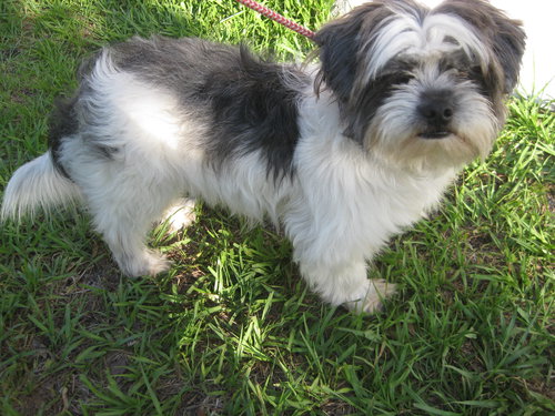 Toto in Florida