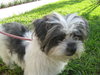 Toto in Florida