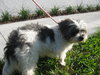 Toto in Florida