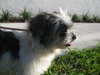 Toto in Florida