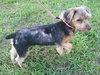 Taylor The Yorkie Mix