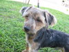 Taylor The Yorkie Mix