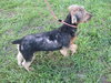 Taylor The Yorkie Mix