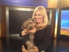 Taylor The Yorkie Mix