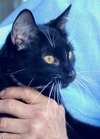 Bunni the Lucky Black Cat
