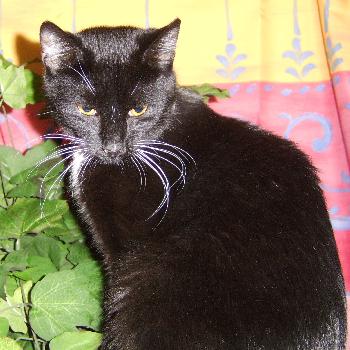 Bunni the Lucky Black Cat