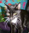 Bunni the Lucky Black Cat