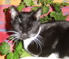 Bunni the Lucky Black Cat