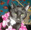 Bunni the Lucky Black Cat