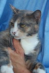 Sarah Beth the Calico