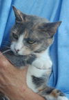 Sarah Beth the Calico