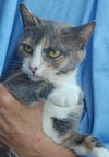 Sarah Beth the Calico