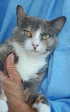 Sarah Beth the Calico