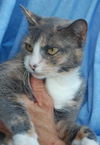 Sarah Beth the Calico