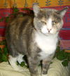 Sarah Beth the Calico