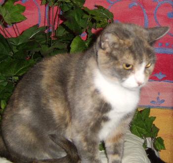 Sarah Beth the Calico