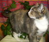 Sarah Beth the Calico
