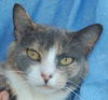 Sarah Beth the Calico