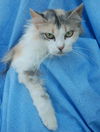 Noor