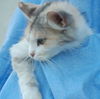 Noor