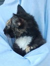 Malakeh The Tortoiseshell